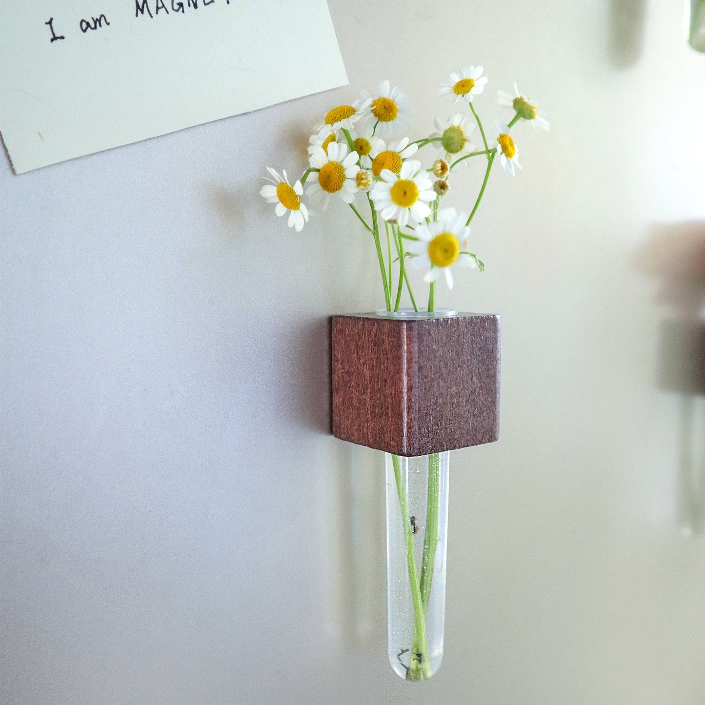 Mini Beech & Walnut Vase Magnets, Set of 2