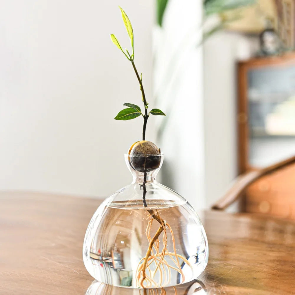 buy avocado seeds for planting Avocado Seed Starter Hydroponic Vase