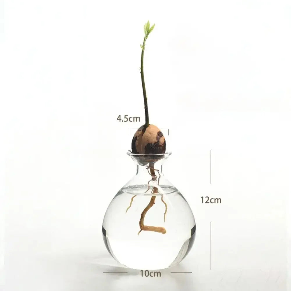 Avocado Seed Starter Hydroponic Vase