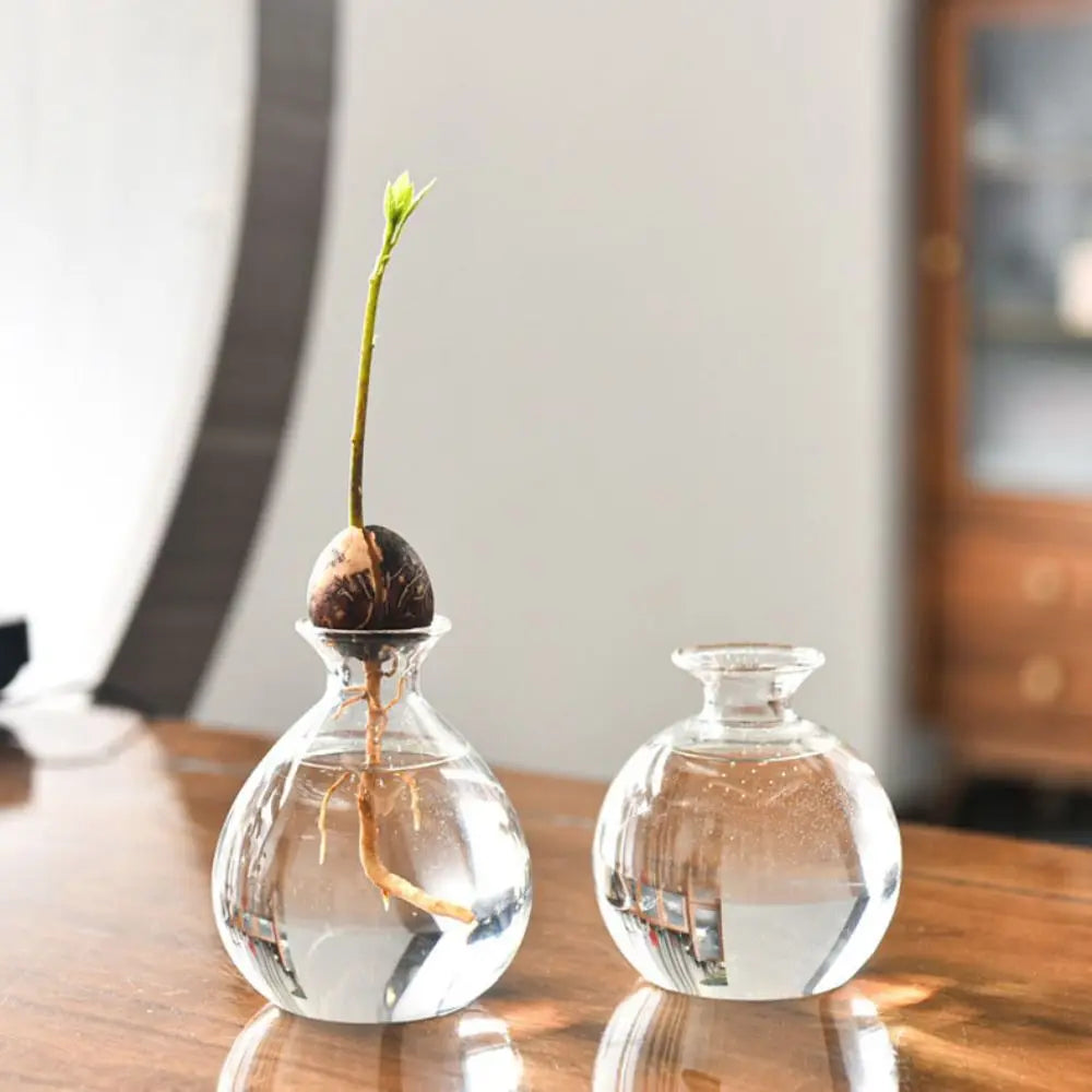 Avocado Seed Starter Hydroponic Vase