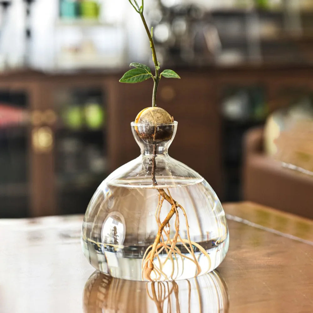 buy avocado seeds for planting Avocado Seed Starter Hydroponic Vase
