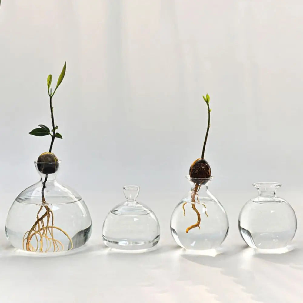Avocado Seed Starter Hydroponic Vase